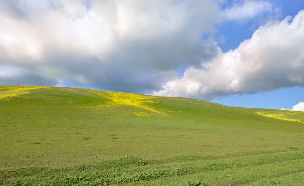 a person standing on a lush green field