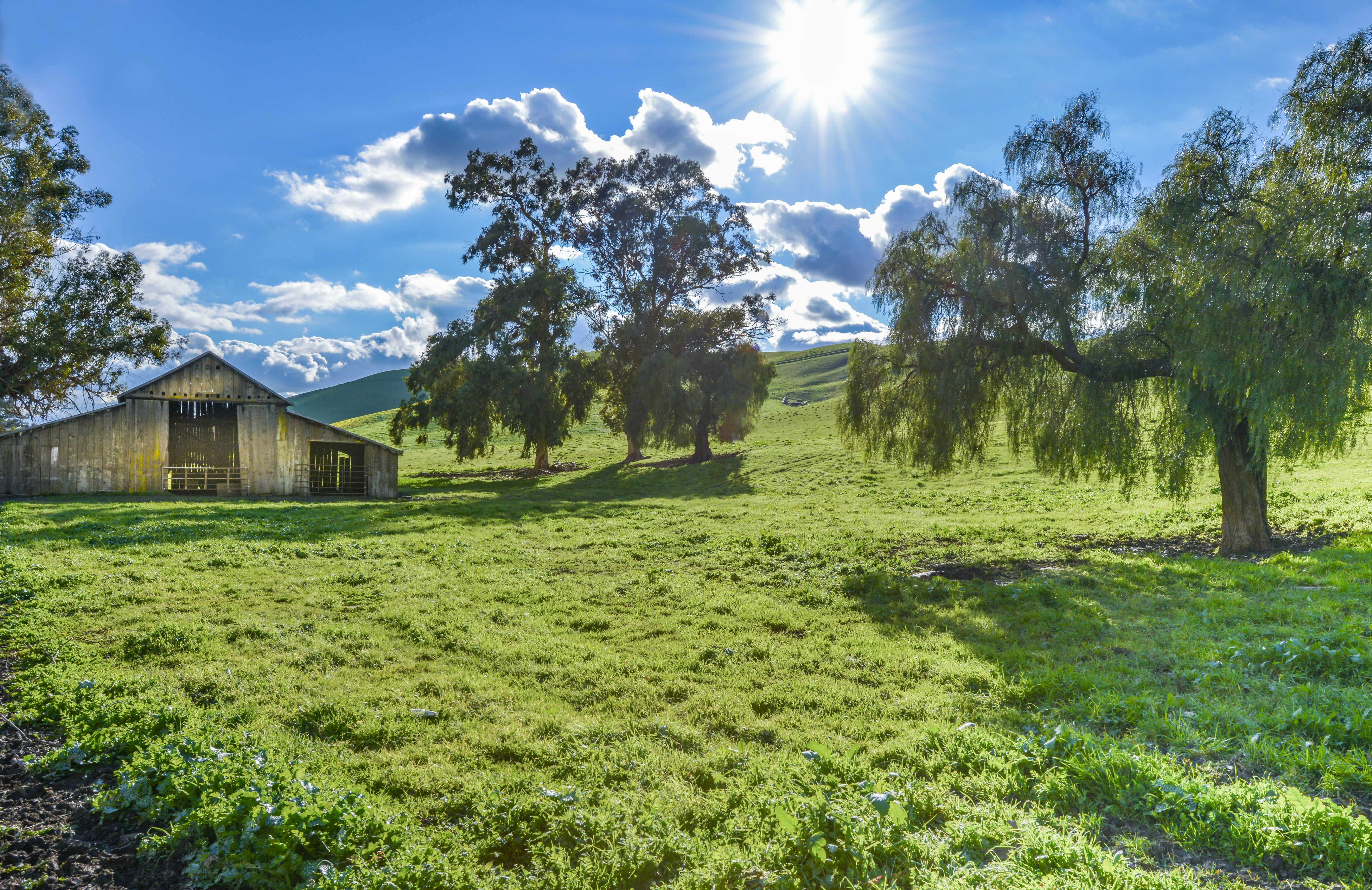 a herd of sheep grazing on a lush green field
