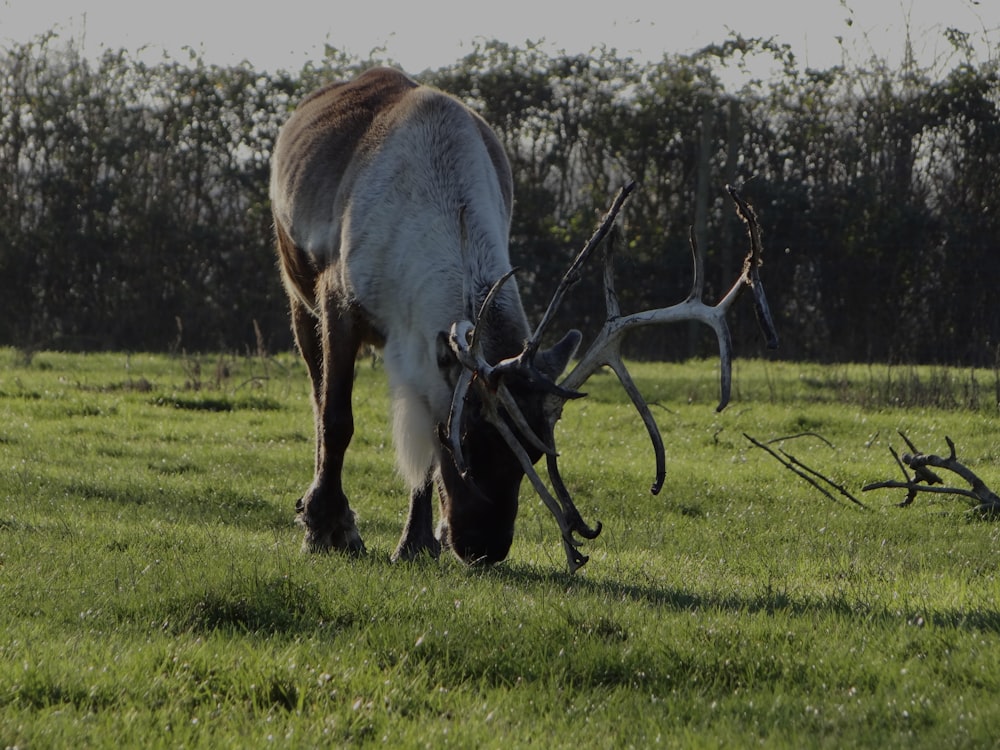 a deer eating grass in a field with trees in the background