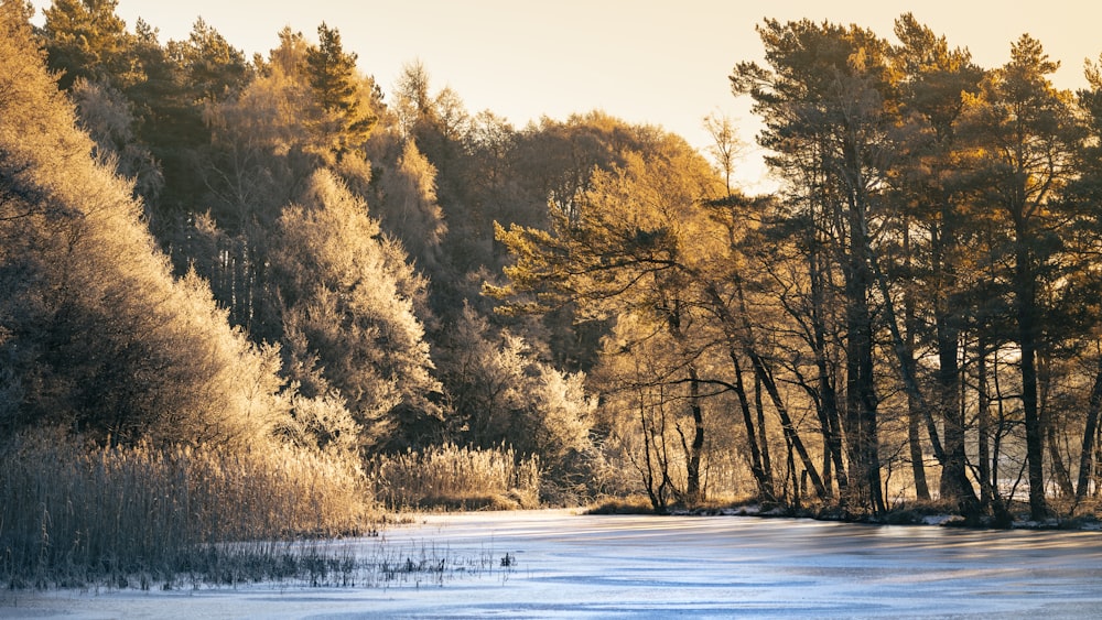 a frozen lake surrounded by trees and snow