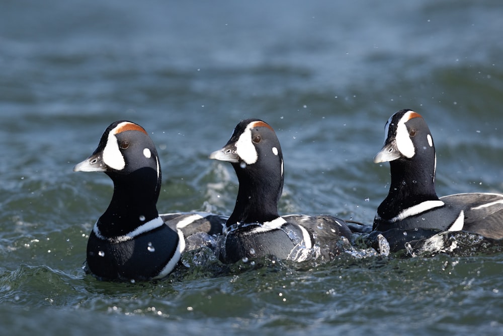 three ducks are swimming in the water together