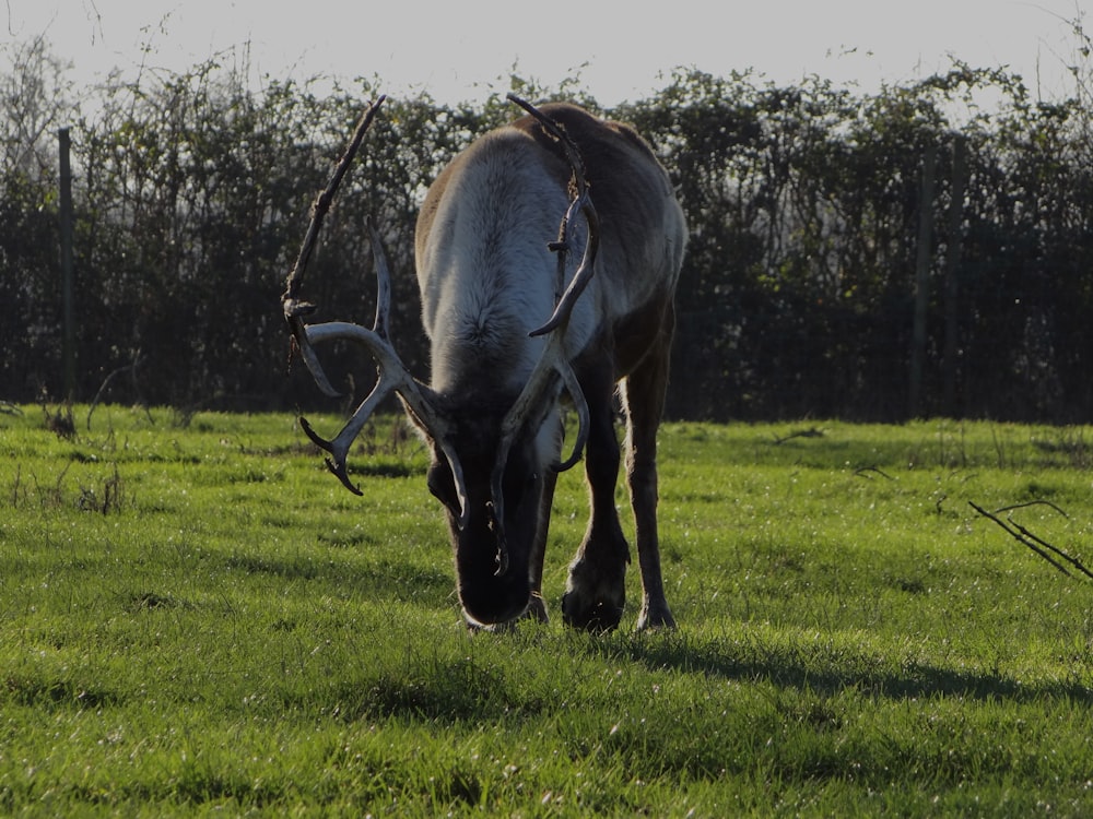 a deer with antlers grazing in a field