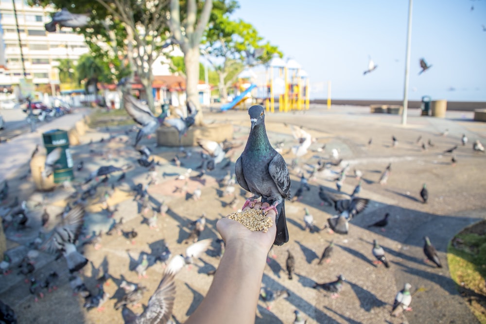 a person holding a pigeon in front of a flock of birds