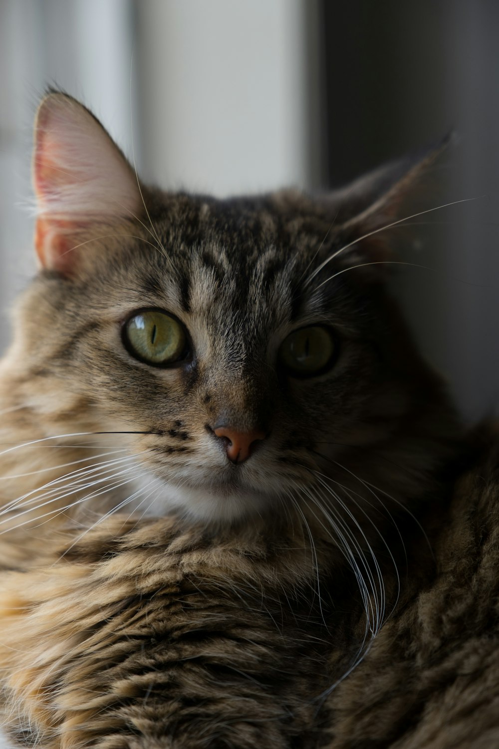 a close up of a cat laying on a window sill