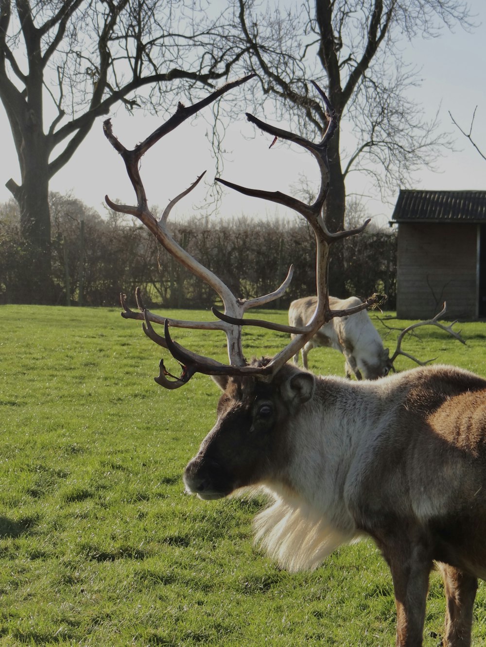 a large reindeer standing on top of a lush green field