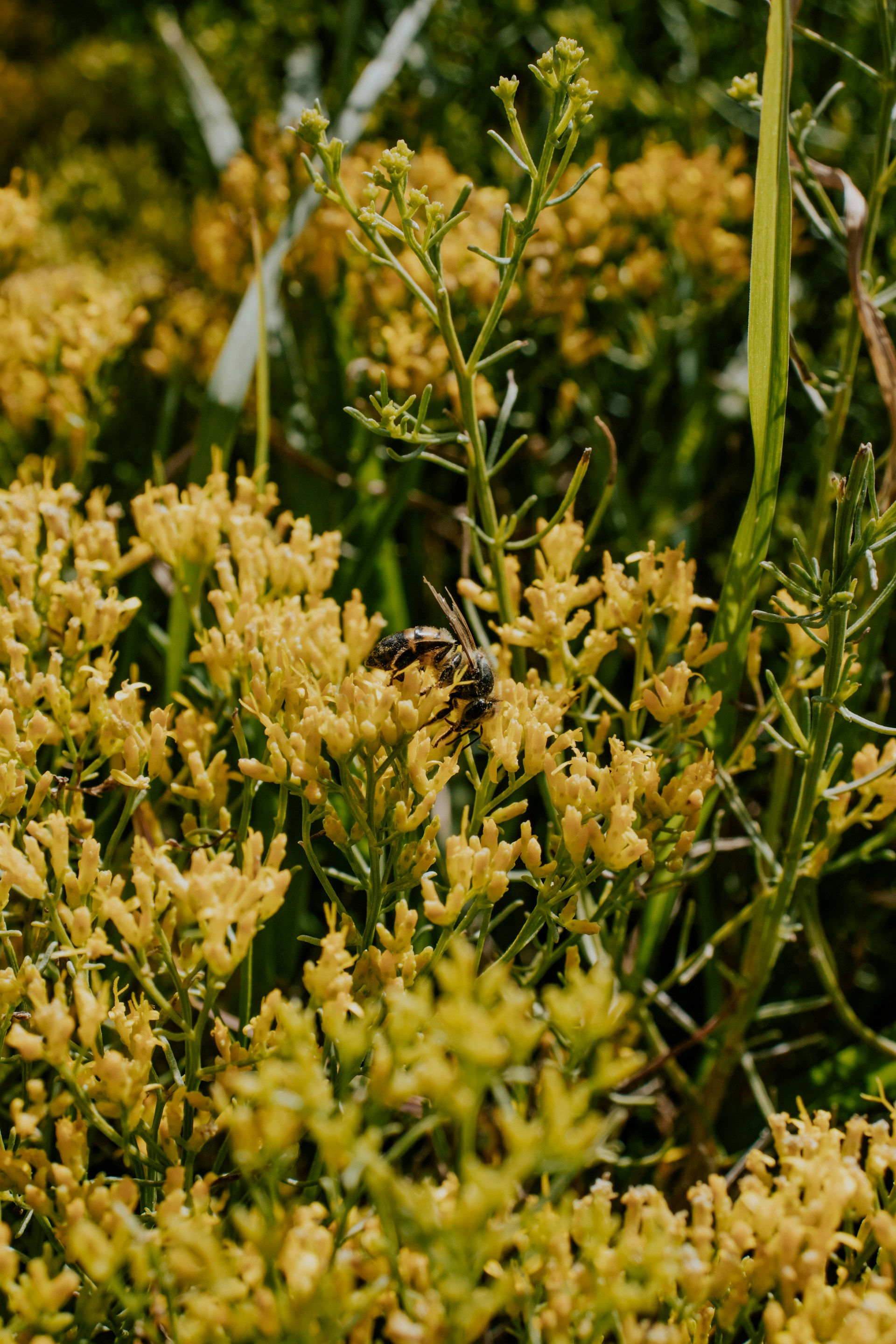 a close up of a plant with yellow flowers