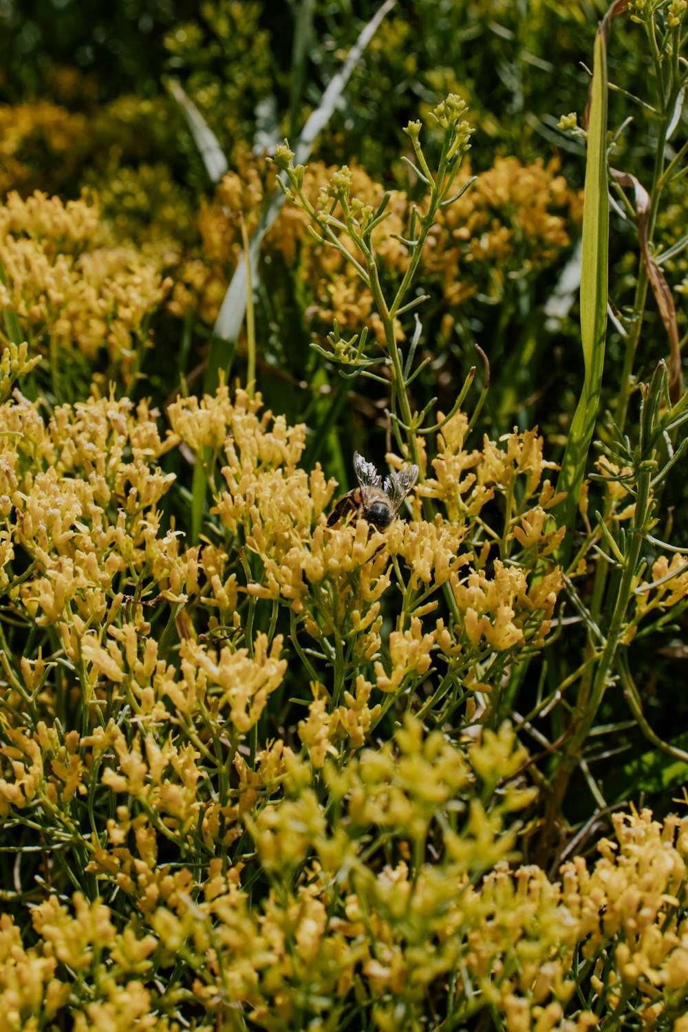 a close up of a plant with yellow flowers