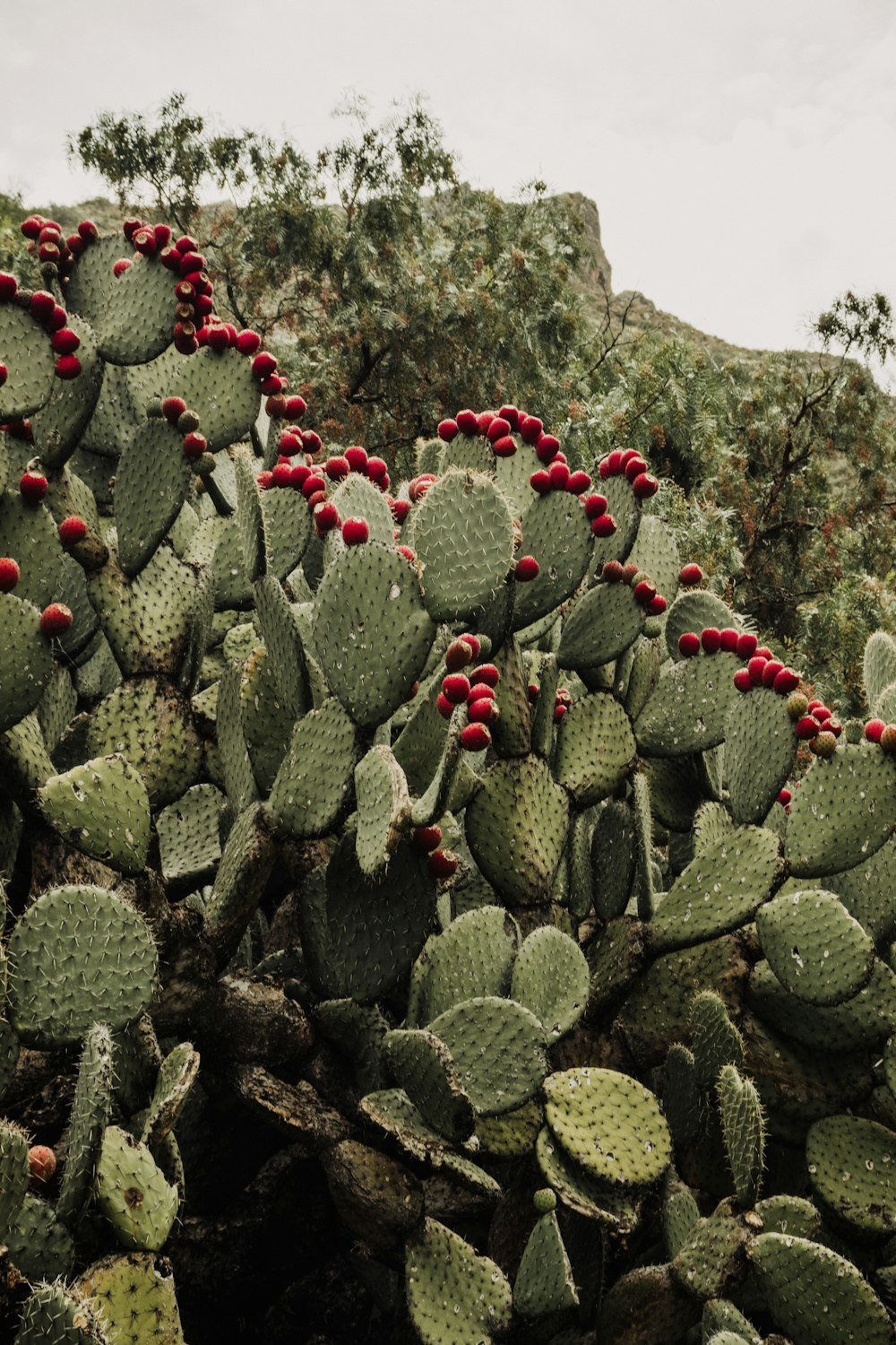 a large cactus with red berries on it