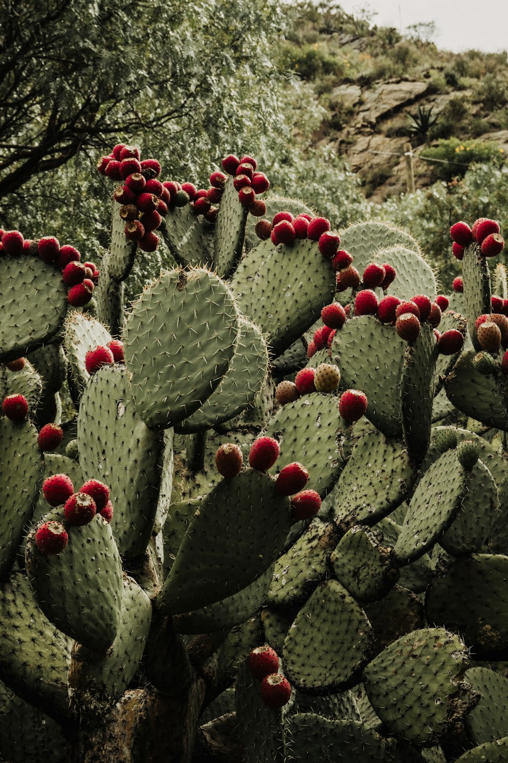 a large cactus with red fruit on it