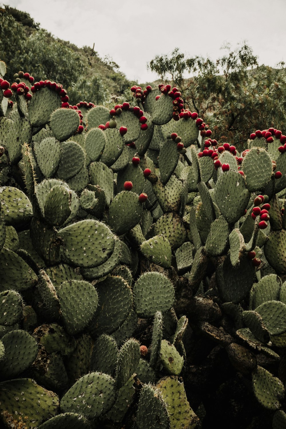 a large group of cactus plants with red berries on them