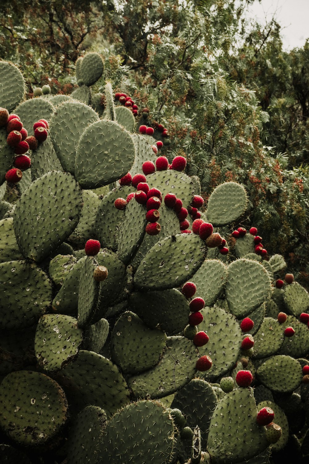 a large cactus with red berries on it