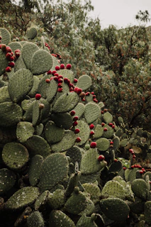 A dense cluster of green prickly pear cacti is adorned with vibrant red fruits. The cacti fill the foreground, while the background is filled with lush green foliage, suggesting a natural outdoor environment.
