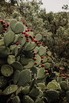 A dense cluster of green prickly pear cacti is adorned with vibrant red fruits. The cacti fill the foreground, while the background is filled with lush green foliage, suggesting a natural outdoor environment.