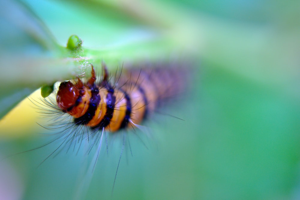 a close up of a caterpillar on a plant