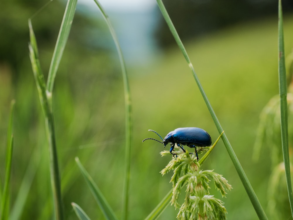 a blue beetle sitting on top of a green plant