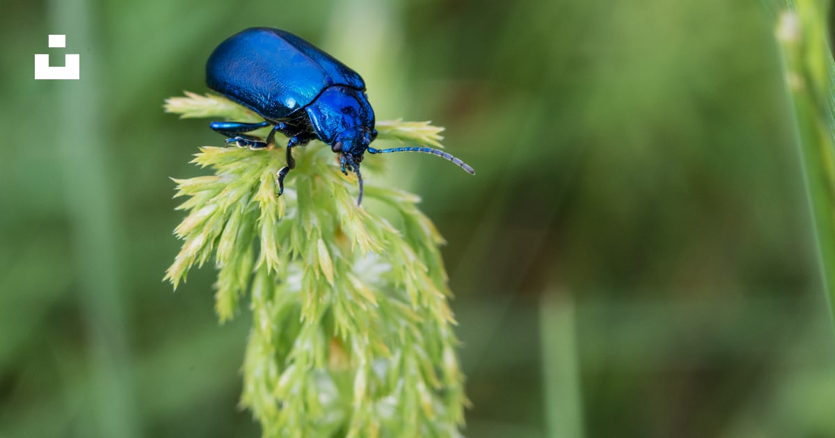 Un coléoptère bleu assis au sommet d’une plante verte photo – Photo ...