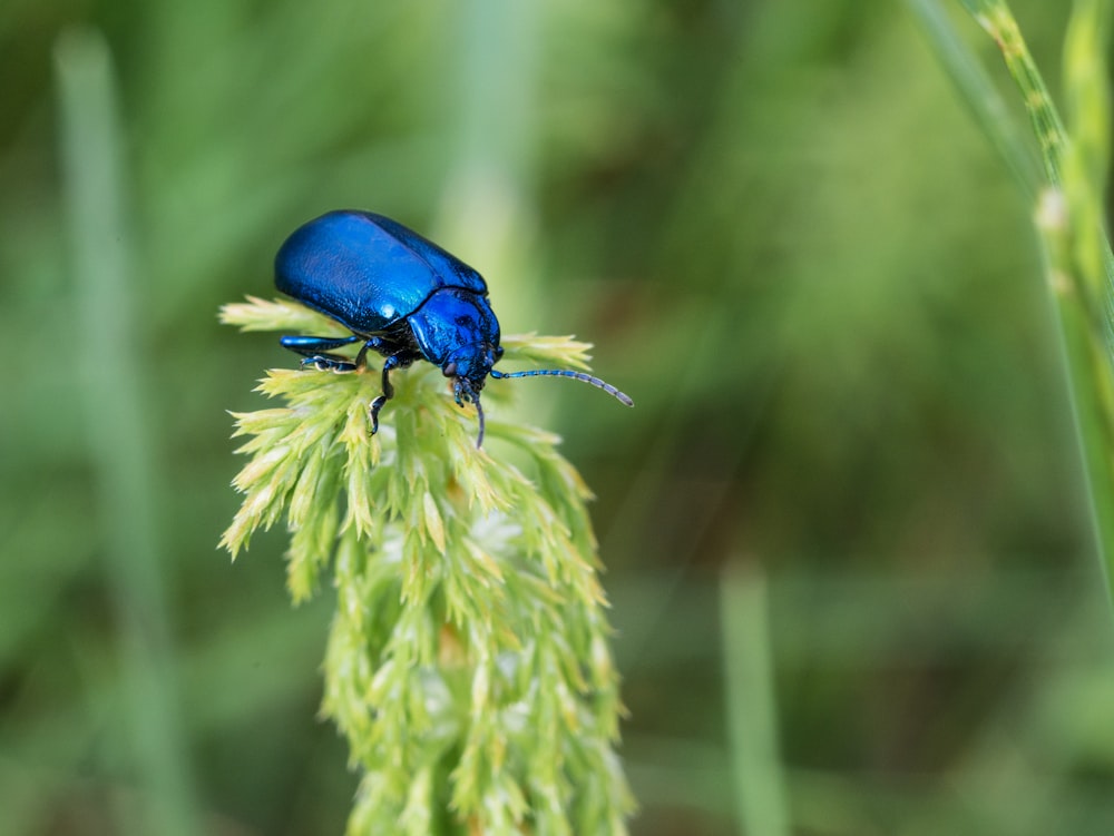 a blue beetle sitting on top of a green plant