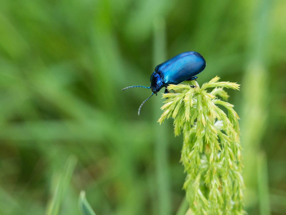 a blue bug sitting on top of a green plant