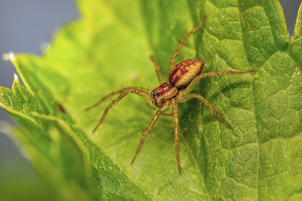 a close up of a spider on a green leaf