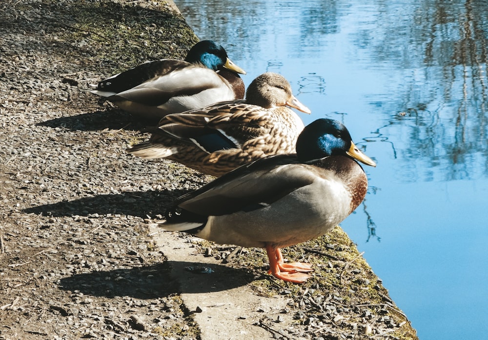 a group of ducks standing next to a body of water