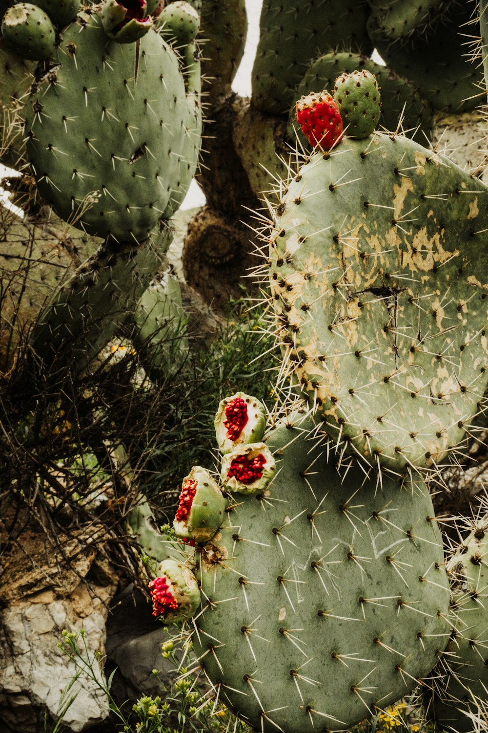 a group of cactus plants with red flowers
