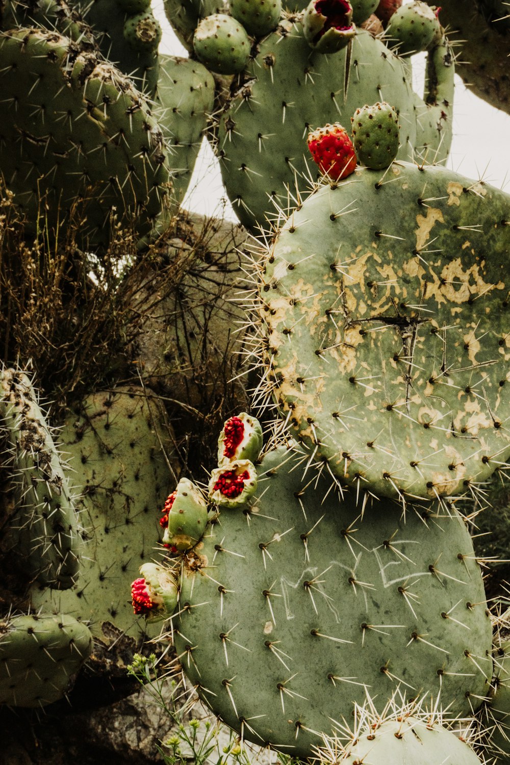 a group of cactus plants with red flowers
