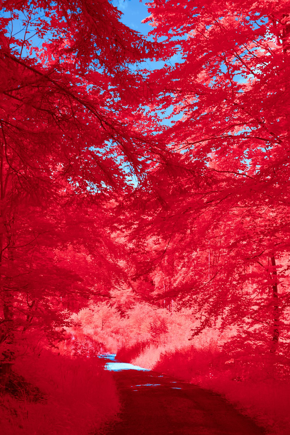 a red photo of a road surrounded by trees