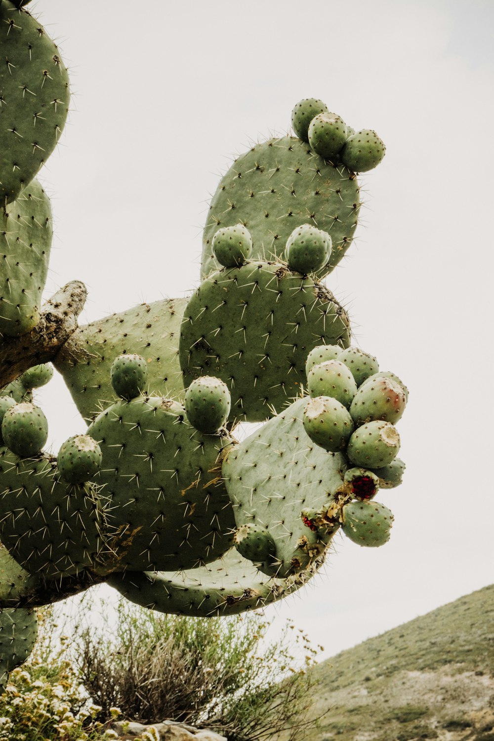 a large cactus with many small green leaves