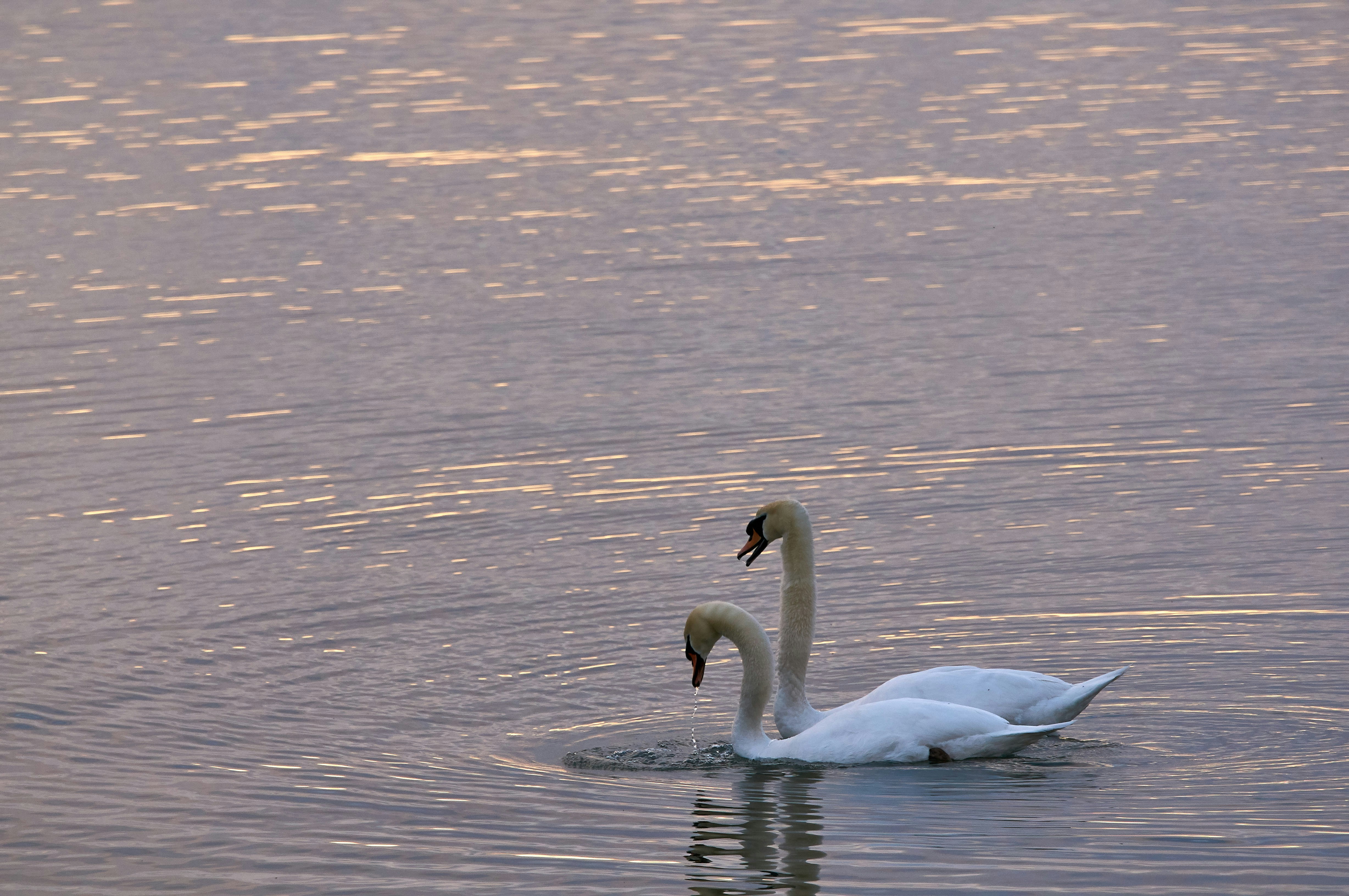 Photo by wolfgang_hasselmann