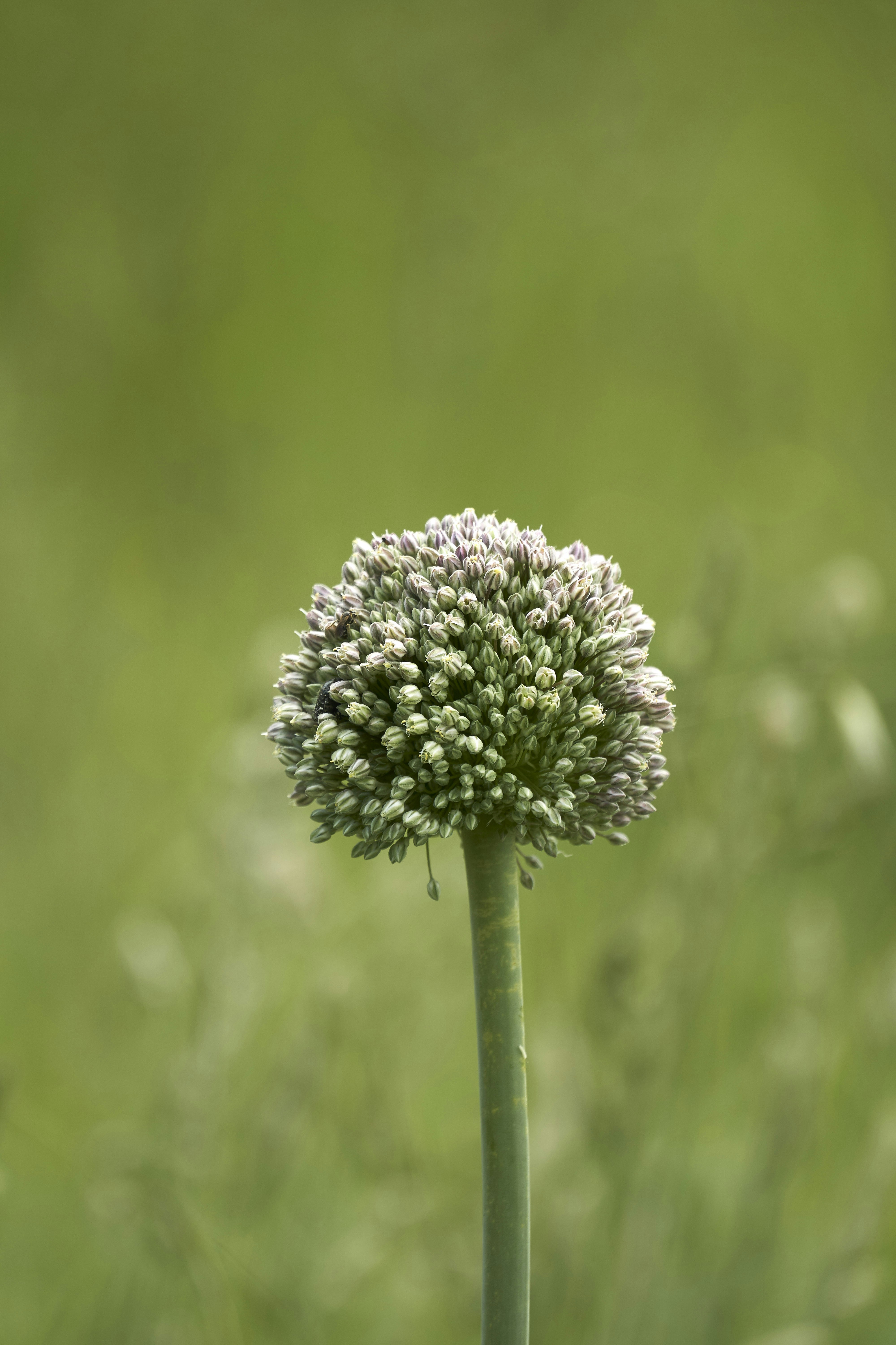 Photo by wolfgang_hasselmann