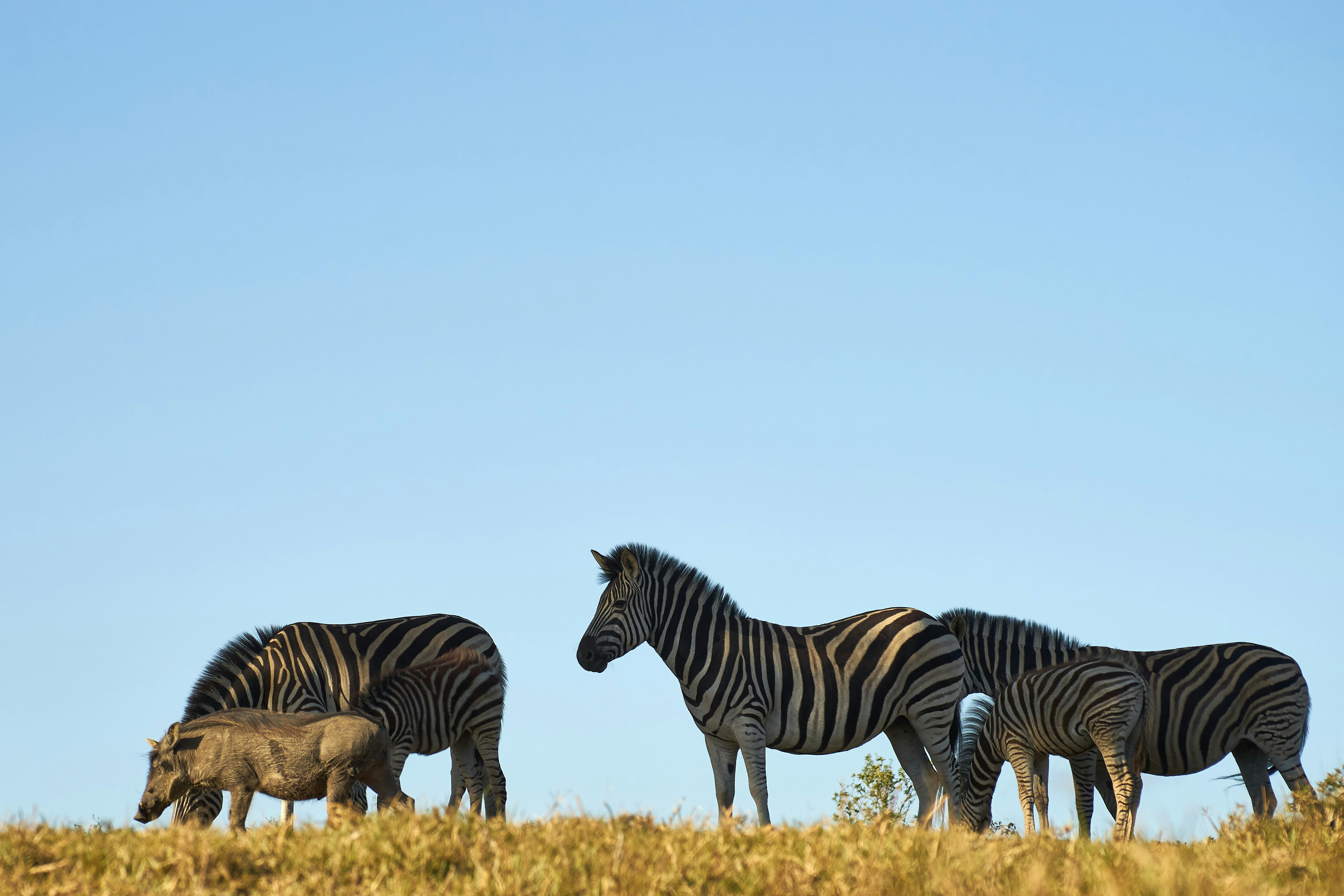 Photo by wolfgang_hasselmann