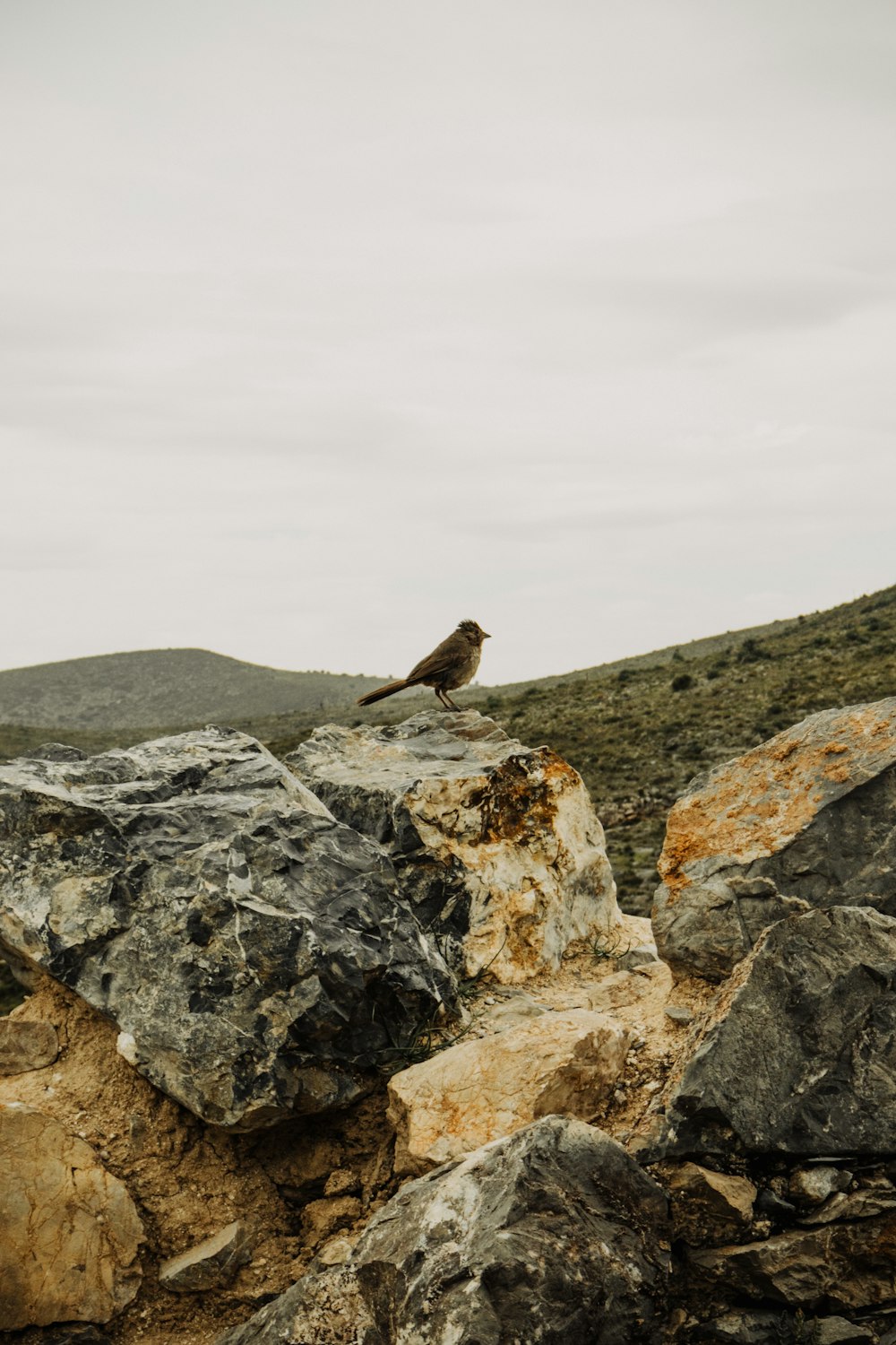 a bird sitting on top of a pile of rocks