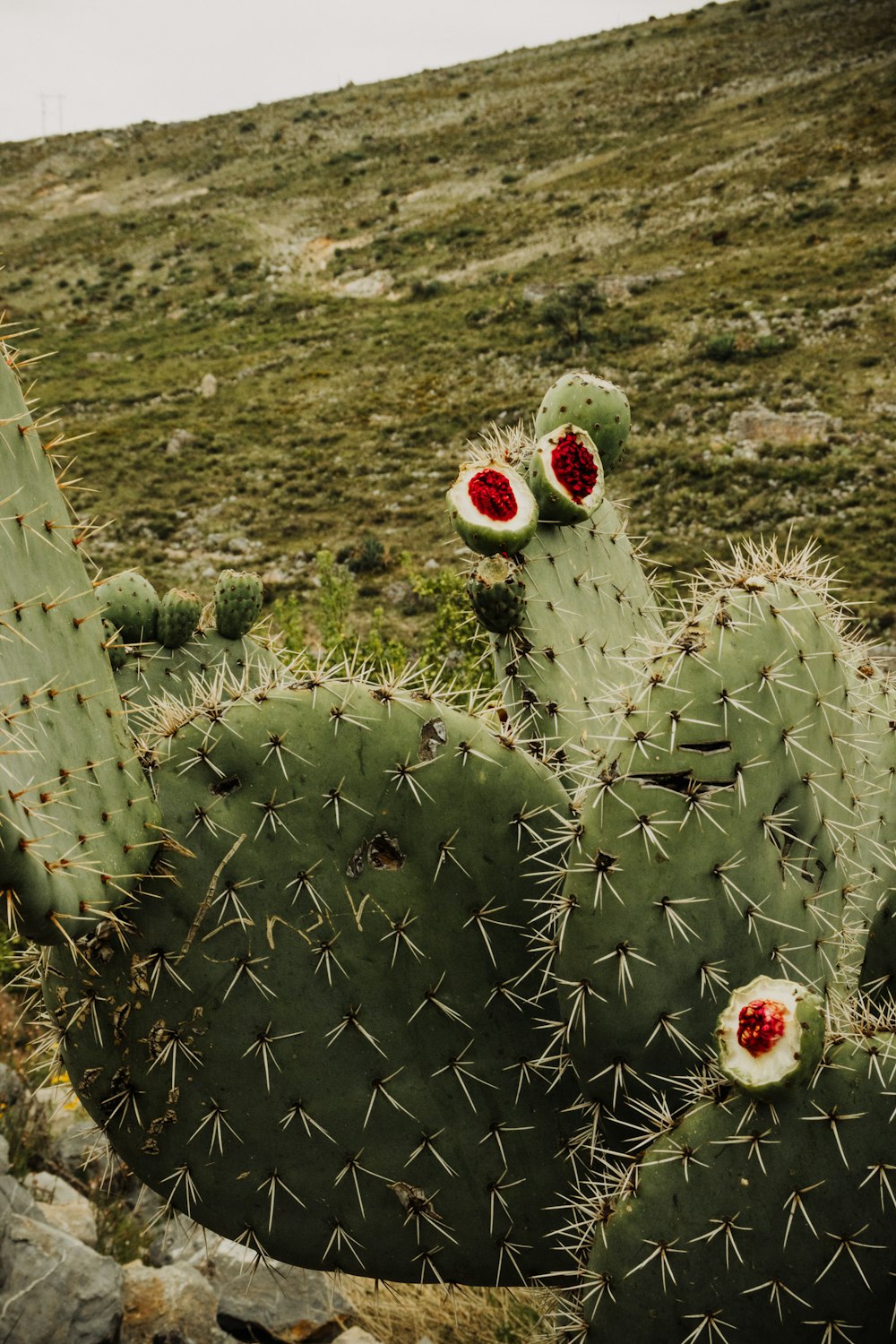 a cactus with two red flowers on it