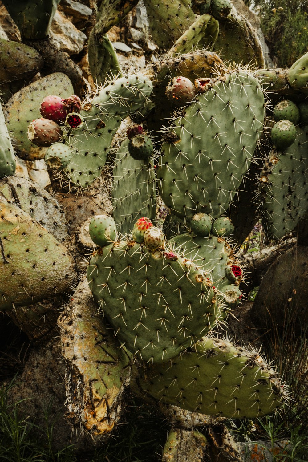 a group of cactus plants in a field