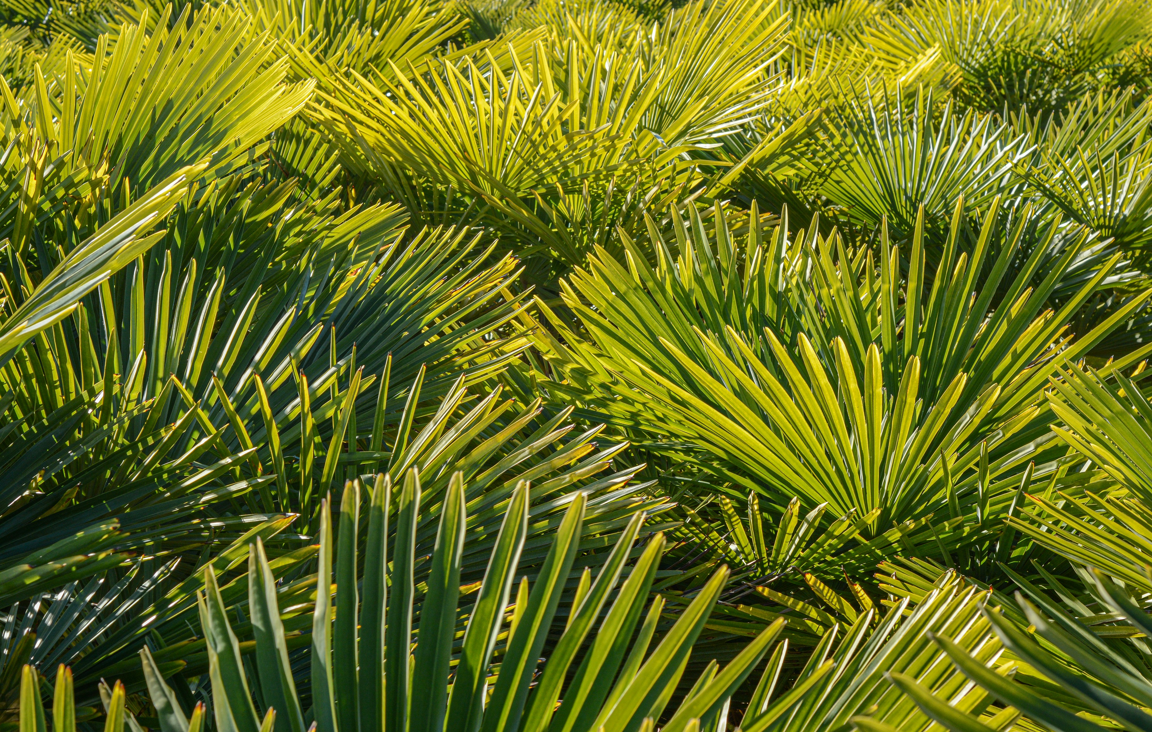 Full Frame Shot Of Fresh Green Palm Plants