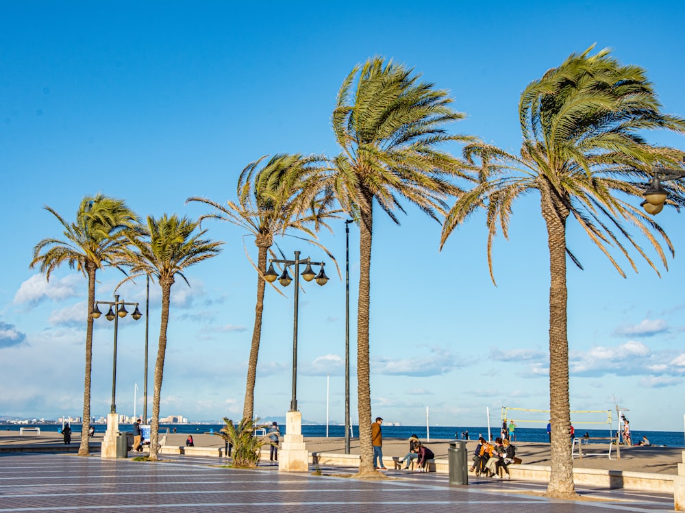 a group of palm trees next to the ocean