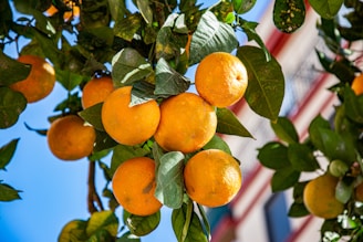 a bunch of oranges hanging from a tree