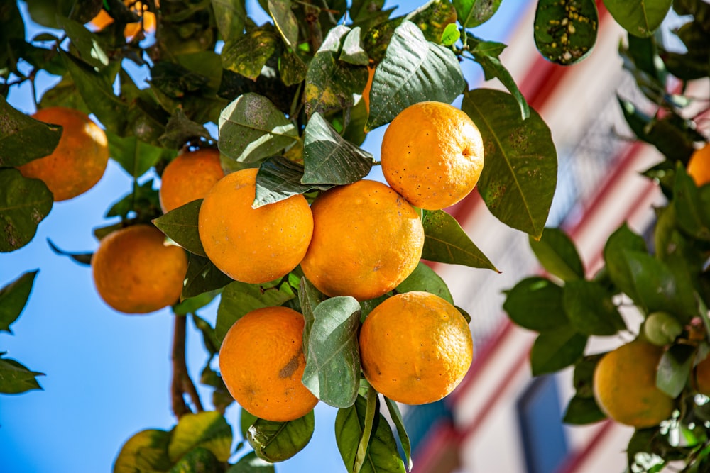 a bunch of oranges hanging from a tree