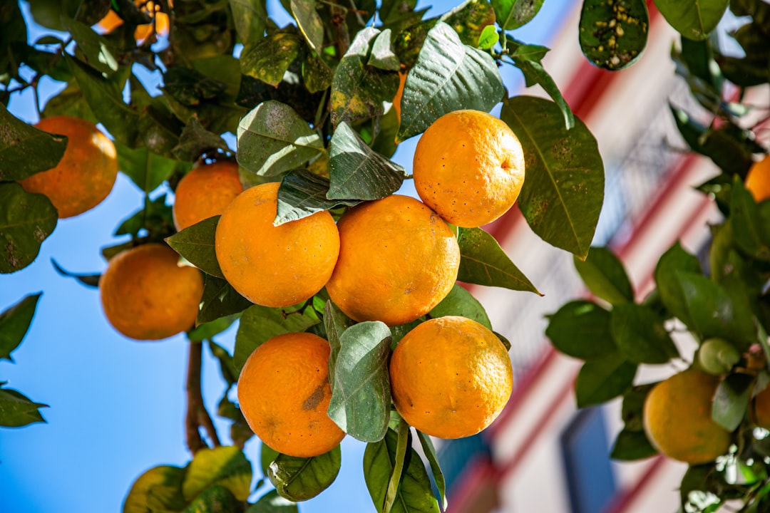 a bunch of oranges hanging from a tree, Orange Trees InValencia City Spain