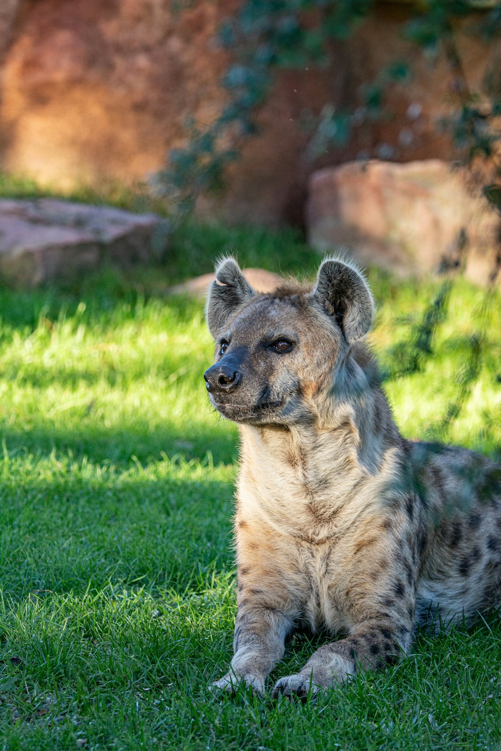 a spotted hyena sitting in the grass