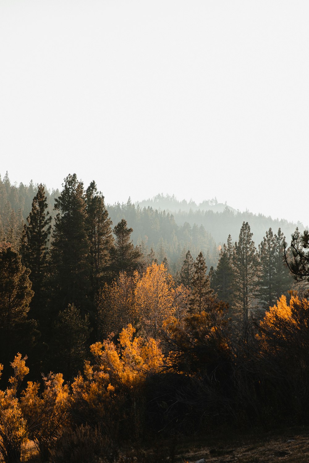 a forest filled with lots of tall trees