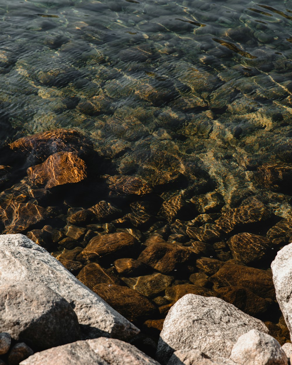 a bird is standing on a rock near the water