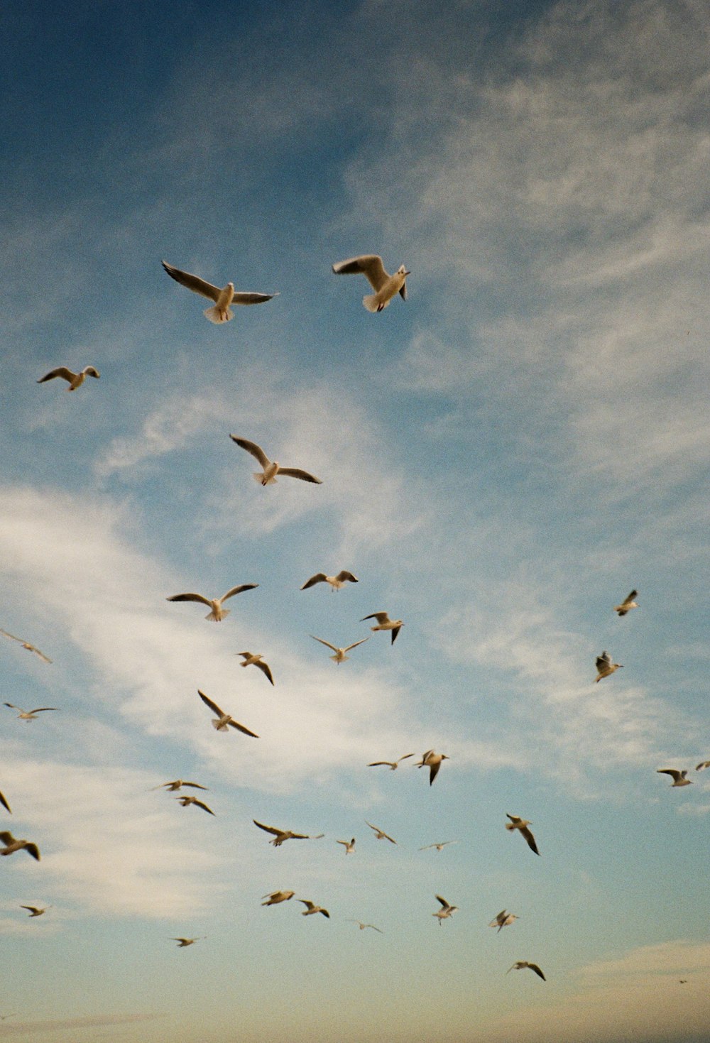 a flock of birds flying through a blue sky