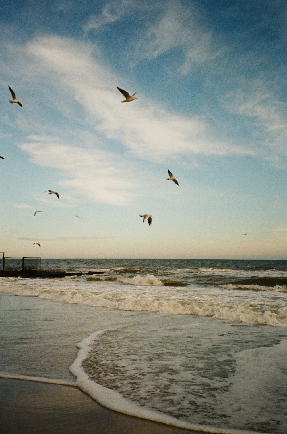 a flock of birds flying over the ocean