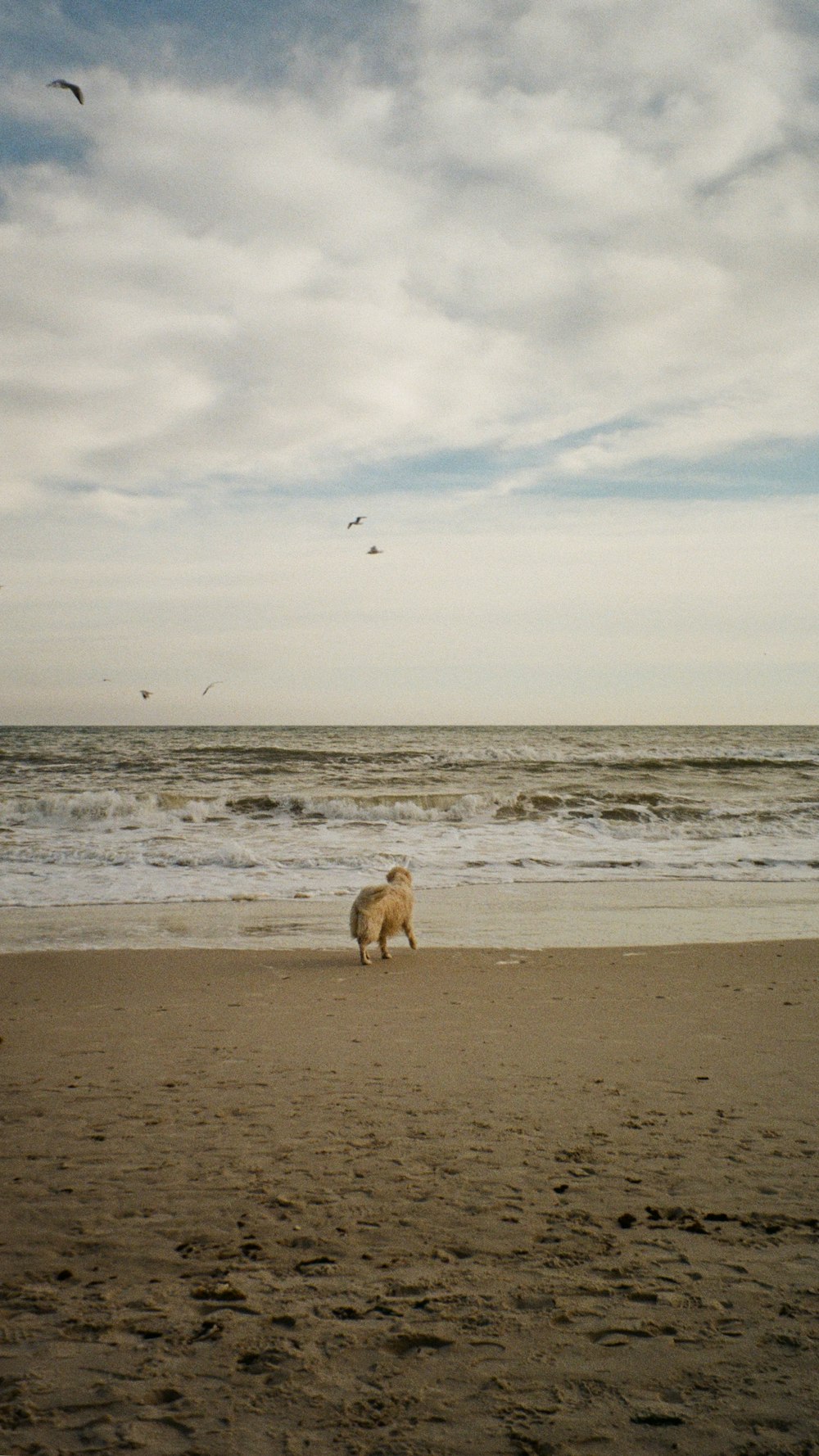 a dog that is standing in the sand