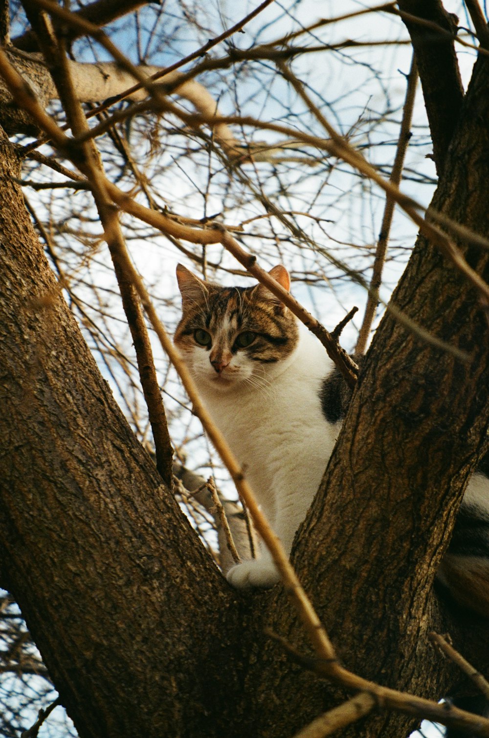 a cat sitting in a tree looking at the camera