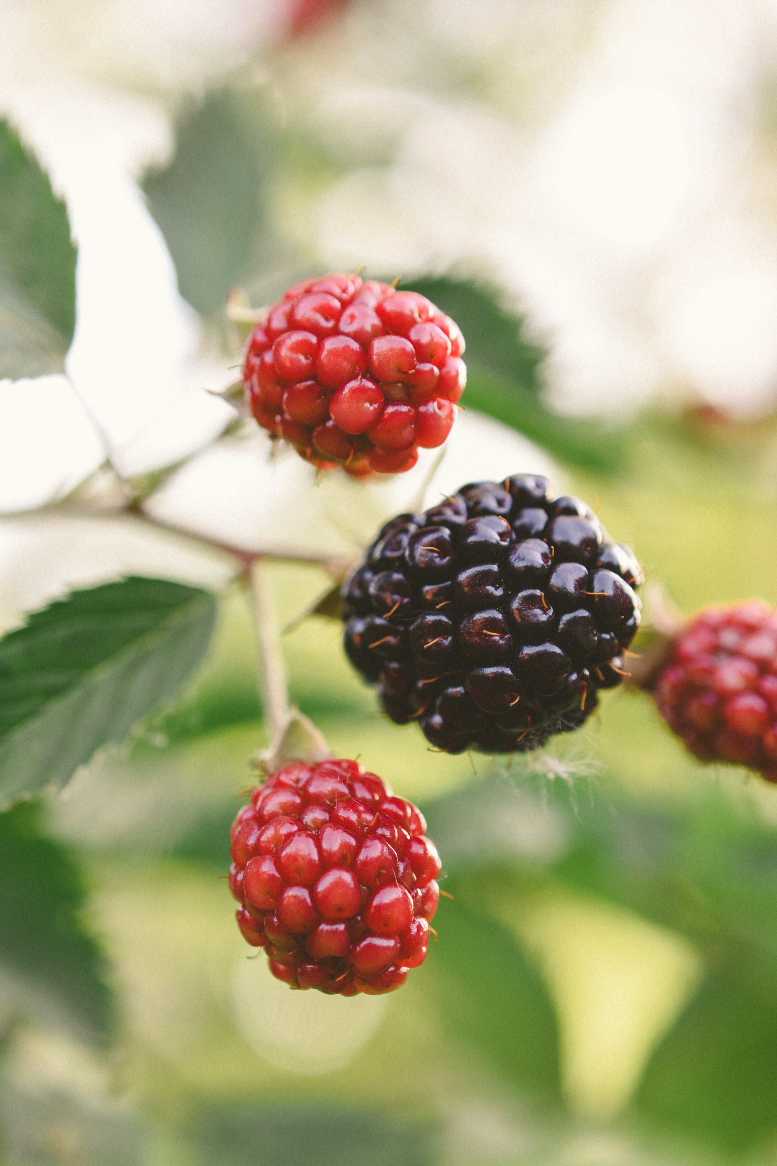 Photo by haleyparson