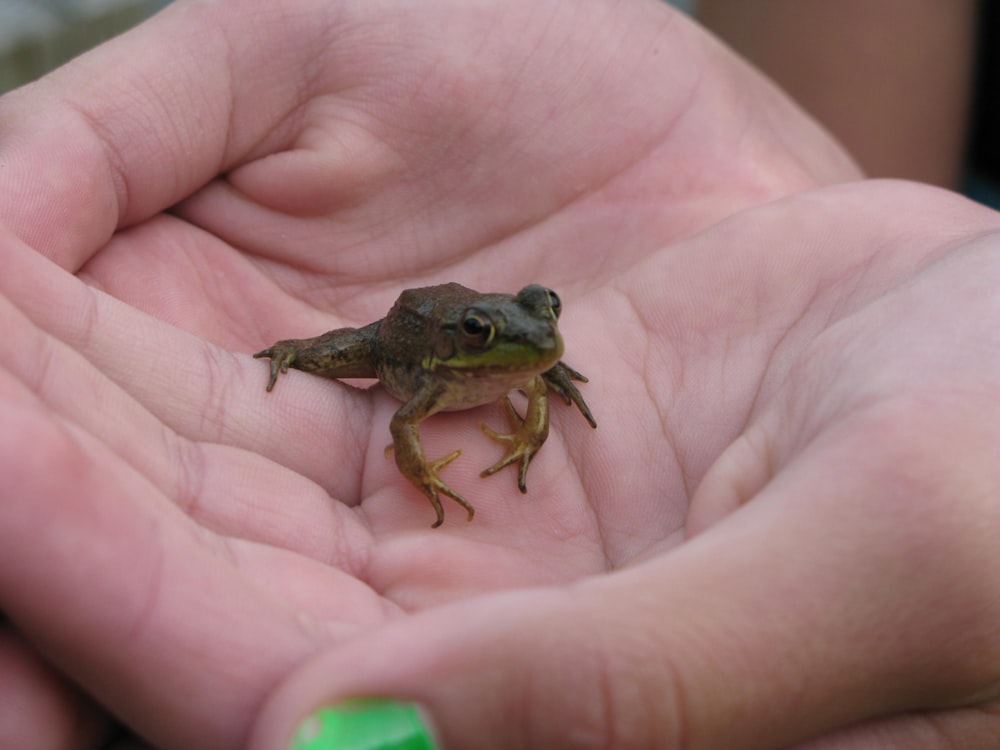 a hand holding a frog