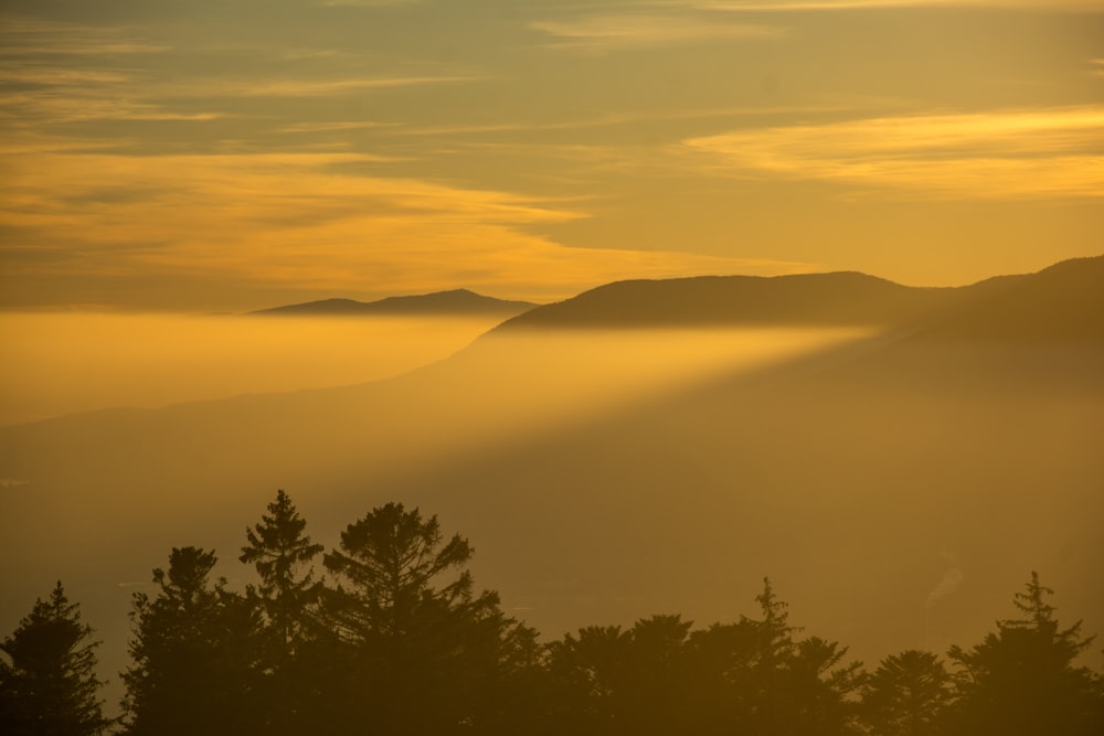 Un coucher de soleil sur une forêt