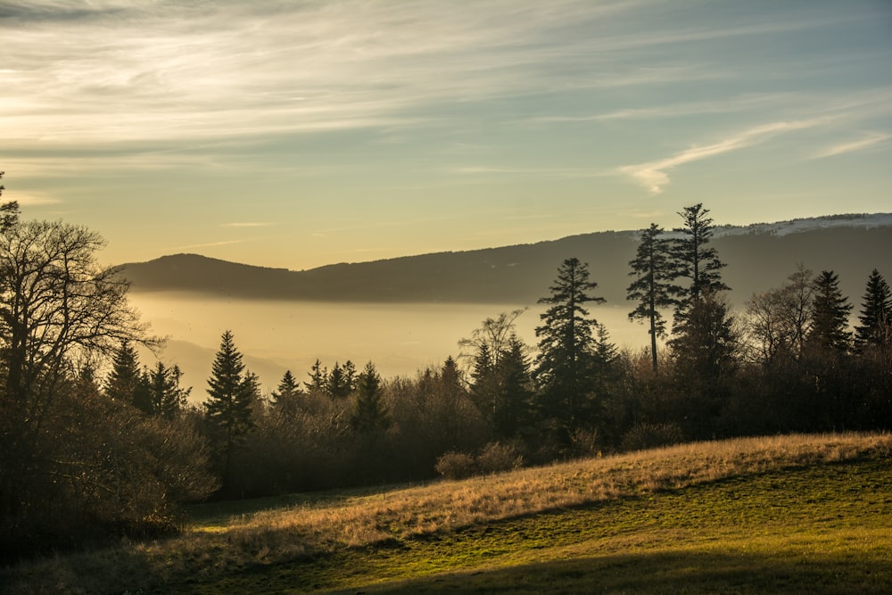 un coucher de soleil sur un champ d’herbe avec des arbres en arrière-plan